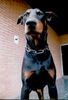 Dobermann Foto (ID 31590) Dobermann Hund