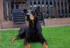 Dobermann Foto: IKE (ID 31573) Dobermann Hund