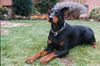 Dobermann Foto (ID 31589) Dobermann Hund