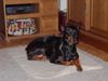 Dobermann Foto: Britta (ID 1955) Dobermann Hund