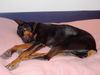 Dobermann Foto: Britta (ID 1956) Dobermann Hund