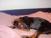 Dobermann Foto: Britta - sehr müde (ID 1958) Dobermann Hund