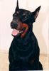 Dobermann Foto: Obszidián Onix 1992-1997 (ID 10731) Dobermann Hund