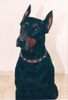 Dobermann Foto: Obszidián Onix 1992-1997 (ID 10732) Dobermann Hund