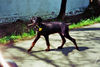 Dobermann Foto: Romeo 12 Wochen alt (ID 38558) Dobermann Hund
