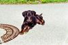 Dobermann Foto: kleiner Romeo 12 Wochen (ID 38561) Dobermann Hund