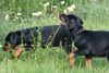 Dobermann Foto: Jamaica und Jagor von Nemesis (ID 40370) Dobermann Hund