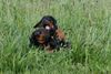 Dobermann Foto: Jamaica und Jagor von Nemesis (ID 40371) Dobermann Hund