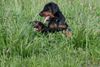 Dobermann Foto: Jamaica und Jagor von Nemesis (ID 40372) Dobermann Hund
