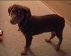 Dobermann Foto: Dobermann-Mischling ? (ID 27527) Dobermann Hund