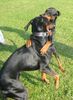 Dobermann Hund