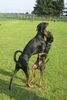 Dobermann Hund