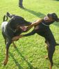 Dobermann Hund