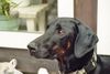 Dobermann Foto: immer locker (ID 23018) Dobermann Hund