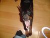 Dobermann Foto: KARA vom Blasenstein (ID 9766) Dobermann Hund