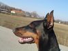 Dobermann Foto: Kara (ID 10723) Dobermann Hund