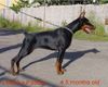 Dobermann Foto: LINDA z Padoku 4,5 months old (ID 10189) Dobermann Hund