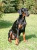 Dobermann Foto: Lana Cohay di Matario (ID 25909) Dobermann Hund