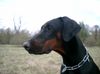Dobermann Foto: Lana Cohay di Matario 11 Monate (ID 31145) Dobermann Hund