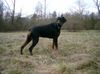 Dobermann Foto: Lana Cohay di Matario 11 Monate (ID 31146) Dobermann Hund