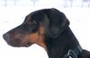 Dobermann Foto: Lana Cohay di Matario (ID 29576) Dobermann Hund