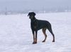 Dobermann Foto: Lana Cohay di Matario (ID 29575) Dobermann Hund