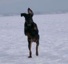 Dobermann Foto: Lana Cohay di Matario (ID 29577) Dobermann Hund