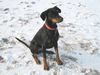 Dobermann Foto: Leila am Timmendorfer Strand (ID 40068) Dobermann Hund
