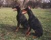 Dobermann Foto: Arlen IPO2 und Anaconda (ID 9806) Dobermann Hund
