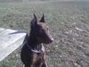 Dobermann Foto: Lena stellt das erste mal die Ohren auf (ID 9392) Dobermann Hund