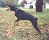 Dobermann Foto: Arlen IPO2 (ID 9807) Dobermann Hund