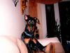 Dobermann Foto: Luke (ID 18211) Dobermann Hund