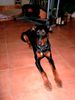 Dobermann Foto: Luke (ID 18210) Dobermann Hund