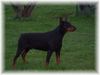 Dobermann Foto: Xandor von der Edeltanne (Lux) (ID 1754) Dobermann Hund