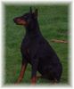 Dobermann Foto: Xandor von der Edeltanne (Lux) (ID 1753) Dobermann Hund