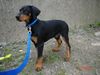 Dobermann Foto: Mikey (10 wochen alt) (ID 16305) Dobermann Hund