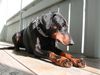 Dobermann Foto: Mozart in der Kaffeepause (ID 19929) Dobermann Hund