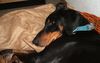 Dobermann Foto: Lass mich doch schlafen - bin sooooo müde! (ID 31133) Dobermann Hund