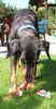 Dobermann Foto: Zum 10. Geburtstag von Mozart gibt's eine Wurst. (ID 31134) Dobermann Hund