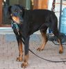 Dobermann Foto: ach wie langweilig... (ID 31135) Dobermann Hund