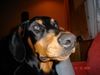 Dobermann Foto: MIKEY ganz nah (ID 17577) Dobermann Hund