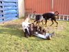 Dobermann Foto: Nicole und der wilde Haufen (ID 11082) Dobermann Hund