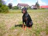 Dobermann Foto: ciupy@aol.com (ID 6296) Dobermann Hund