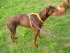 Dobermann Foto: Ginger (ID 14292) Dobermann Hund
