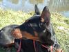 Dobermann Foto: Mein Dobimädchen (ID 1937) Dobermann Hund