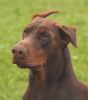 Dobermann Foto: Armi (ID 23469) Dobermann Hund
