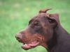 Dobermann Foto: Armi (ID 23470) Dobermann Hund