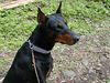 Dobermann Foto (ID 1936) Dobermann Hund
