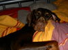 Dobermann Foto: ellison möchte jetzt schlafen (ID 28903) Dobermann Hund