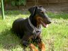 Dobermann Foto: Carmen - Sommer 2003 (ID 7474) Dobermann Hund